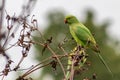 Green ring-necked parakeets with red beak and green feathers are exotic invaders in european nature with curious intelligence