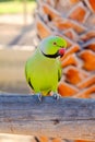 Green ring-necked parrot on the Canary Island of Fuerteventura, Royalty Free Stock Photo