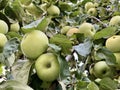 Green ripe apples on the tree. Many fruits of fruit trees. A large harvest of apples on the branches of the apple tree. Concept: Royalty Free Stock Photo