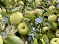 Green ripe apples on the tree. Many fruits of fruit trees. A large harvest of apples on the branches of the apple tree. Concept: Royalty Free Stock Photo