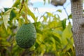 Green ripe avocado on the tree, avocado plantation Royalty Free Stock Photo