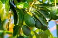 Green ripe avocados fruits hanging on avocado trees plantation Royalty Free Stock Photo