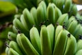 Green or ripe Bananas are one of the most healthy, easily digestible food Royalty Free Stock Photo