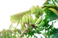 Green ripe bananas on palm tree. Summer and travel concept. Copy space. Banana fruits bunch with sun leaks effect. Royalty Free Stock Photo