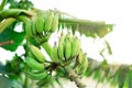 Green ripe bananas on palm tree. Summer and travel concept. Copy space. Banana fruits bunch with sun leaks effect. Royalty Free Stock Photo