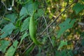 The green ripe bottle gourd with vine and leaves in the garden Royalty Free Stock Photo