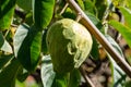 Green ripe cherimoya or ice cream exotic fruit with tasty fruit flavor growing on tree Royalty Free Stock Photo