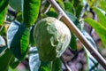 Green ripe cherimoya or ice cream exotic fruit with tasty fruit flavor growing on tree Royalty Free Stock Photo