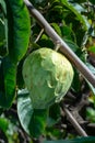 Green ripe cherimoya or ice cream exotic fruit with tasty fruit flavor growing on tree Royalty Free Stock Photo