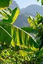 Green ripe cherimoya or ice cream exotic fruit with tasty fruit Royalty Free Stock Photo