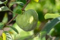 Green ripe cherimoya or ice cream exotic fruit with tasty fruit