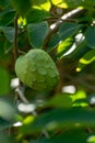 Green ripe cherimoya or ice cream exotic fruit with tasty fruit Royalty Free Stock Photo