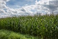 green ripe corn field Royalty Free Stock Photo