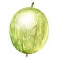 Green ripe gooseberry isolated, watercolor illustration