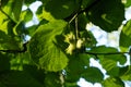 Green ripe hazelnuts on a branch of a wild bush Royalty Free Stock Photo