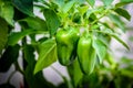 Green ripe jalapeno chili hot pepper on a plant Royalty Free Stock Photo