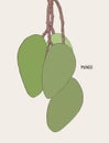 Green ripe mango on tree , sketch vector.