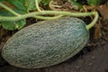 Green ripe melon. Melon growing in the garden in green leaves Royalty Free Stock Photo