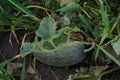 Green ripe melon. Melon growing in the garden in green leaves, selective focus