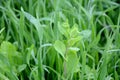 The green ripe mustered plant growing with grain plant in the farm