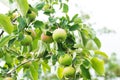 Green ripe organic apples on tree branch at local eco farm Royalty Free Stock Photo