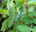 Green ripe peas growing on a branch in the garden. Close-up pea Royalty Free Stock Photo