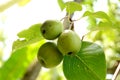 The green ripe three pears with leaves and  branch. Royalty Free Stock Photo