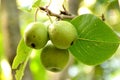 The green ripe three pears with leaves and  branch. Royalty Free Stock Photo