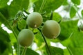 Green or ripe tomato is one of the most versatile fruits around the world