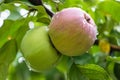 Green ripening apples grow on an apple tree branch after rain. gardening and cultivation of apples concept Royalty Free Stock Photo