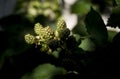 green ripening blackberries on foreground