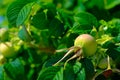 Green ripening canker-rose fruits