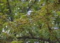 green ripening cherry berries on tree branches. ripening berries in the garden