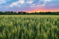 Green ripening ears of wheat field under cloudy sky at sunset Royalty Free Stock Photo