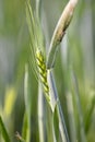 green ripening ears of wheat in spring Royalty Free Stock Photo
