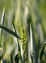 green ripening ears  of wheat in spring Royalty Free Stock Photo