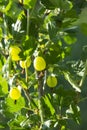 Green ripening gooseberries