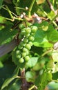 Green ripening grapes on the vine Royalty Free Stock Photo