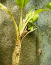 Green ripening Lacatan type bananas on a stalk with a banana heart