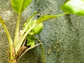 Green ripening Lacatan type bananas on a stalk with a banana heart