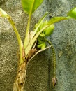 Green ripening Lacatan type bananas on a stalk with a banana heart