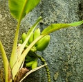 Green ripening Lacatan type bananas on a stalk with a banana heart