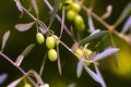 Green ripening olives, close up vew Royalty Free Stock Photo