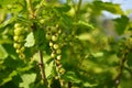 Green ripening redcurrant bush Royalty Free Stock Photo
