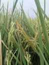 Green ripening rice plants field Royalty Free Stock Photo