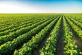 Green ripening soybean field, agricultural landscape Royalty Free Stock Photo