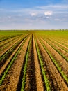 Green ripening soybean field, agricultural landscape Royalty Free Stock Photo