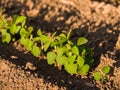 Green ripening soybean field, agricultural landscape Royalty Free Stock Photo