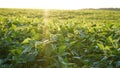 Green ripening soybean field, agricultural landscape. Flowering soybean plant. Soy plantations at sunset. Against the background Royalty Free Stock Photo