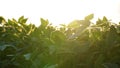 Green ripening soybean field, agricultural landscape. Flowering soybean plant. Soy plantations at sunset. Against the background Royalty Free Stock Photo